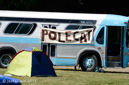 polecat
